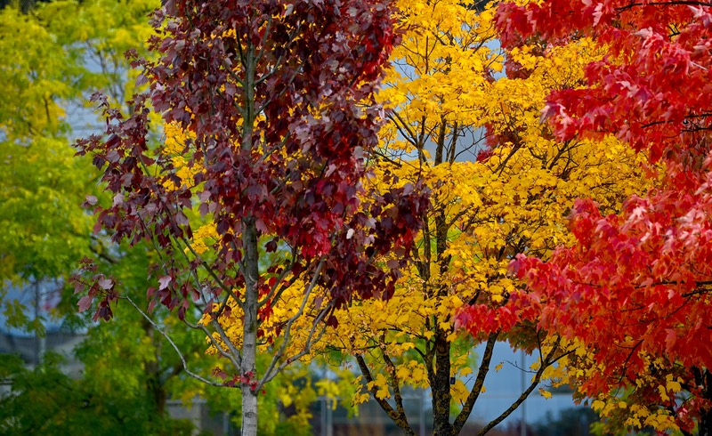 Rot-gelb-grün herbstlich verfärbte Blätter wachsen an Bäumen im Regierungsviertel.