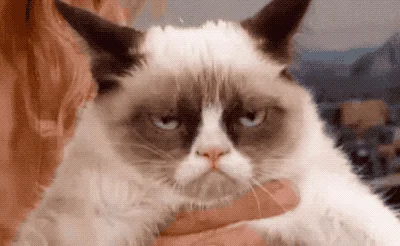 Grumpy Cat
