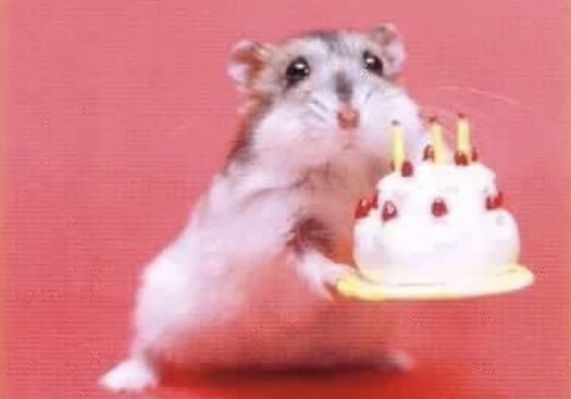 Hamster mit einer Geburtstagstorte in der Hand.