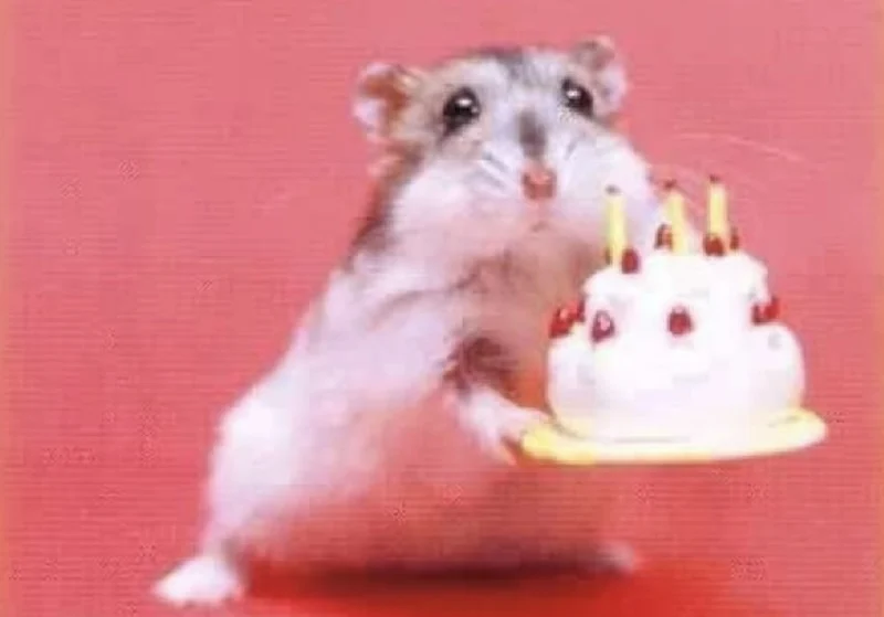 Hamster mit einer Geburtstagstorte in der Hand.