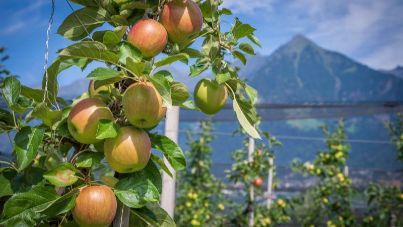 Eine Apfelplantage in der Nähe des italienischen Dorfs Schenna.