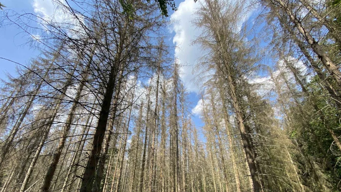 Bäume im Harz