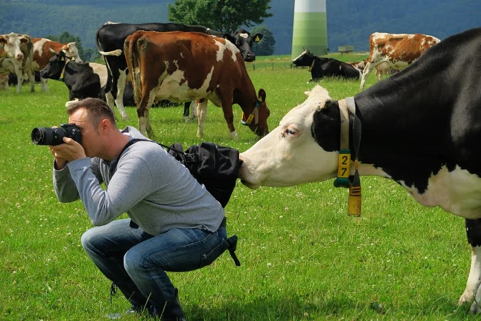 Ein Mann hockt auf einer Wiese und fotografiert, während ihn von hinten eine Kuh beschnuppert.