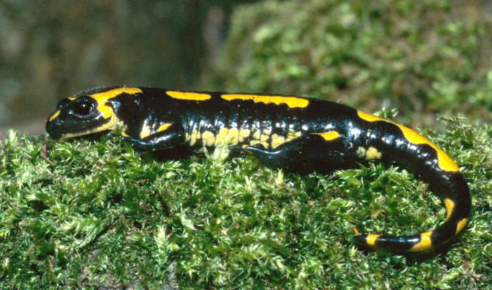 Schwarz-gelber Salamander sitzt auf Moos